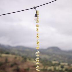 Molokai Plumerias - Great for party decorations!