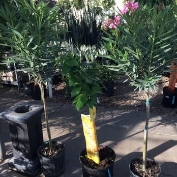 Jung Garden Center - Nurseries & Gardening Near Me - Stevens Point, Wisconsin Jung Garden Center - Nurseries & Gardening Near Me - Stevens Point, Wisconsin