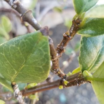 Global Tree Cleaning Project - Tree Services Near Me