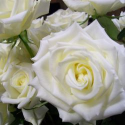 Carr Florist & Gifts