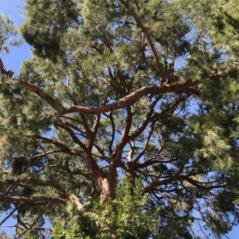Anderson Arbor - Tree Services Near Me