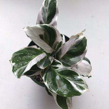 KimThai Garden - White Fusion Calathea my new bb - Nurseries & Gardening Near Me - Los Angeles, California KimThai Garden - White Fusion Calathea my new bb - Nurseries & Gardening Near Me - Los Angeles, California