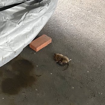 Acme Storage - Dead rats, dead pigeons. - Self Storage Near Me - Portland, Oregon
