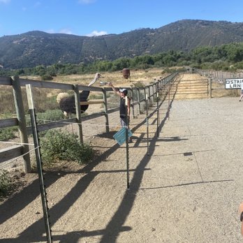Ostrichland USA - Feeding an Ostrich - Attraction Farms Near Me - Solvang, California Ostrichland USA - Feeding an Ostrich - Attraction Farms Near Me - Solvang, California