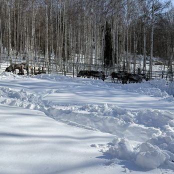Running Reindeer Ranch - Walking Tours Near Me - Fairbanks, Alaska