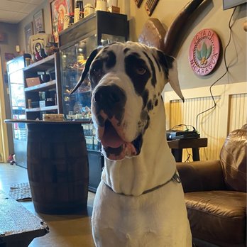 Crossroads Coffee & Ice Cream - a dalmatian dog - Coffee & Tea Near Me - Richmond, Virginia Crossroads Coffee & Ice Cream - a dalmatian dog - Coffee & Tea Near Me - Richmond, Virginia