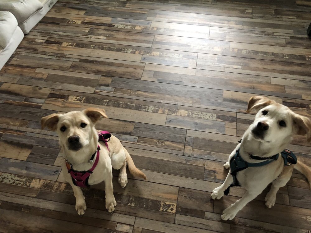 TAILWAGGERS PET SITTING SERVICES Updated July 2024 291 Photos 714