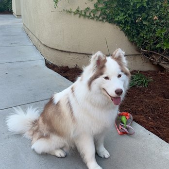 Furologist Dog Spa - So precious - Pet Groomers Near Me - San Jose, California