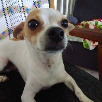 Border Animal Hospital - Buddy (almost smelling camera) - Veterinarians Near Me - Weslaco, Texas Border Animal Hospital - Buddy (almost smelling camera) - Veterinarians Near Me - Weslaco, Texas