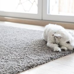 Country Rose Carpet & Floor Cleaning - Pet Stains, no worries....in most cases they come out...#2 is much easier than #1