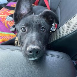 Puppy happy after treatment from stafford vets. Puppy happy after treatment from stafford vets.