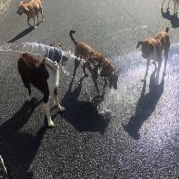 The Dog Zone - Pet Training Near Me - Longview, Washington The Dog Zone - Pet Training Near Me - Longview, Washington