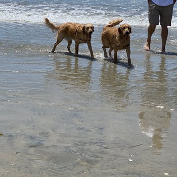 Blessed Goldens - Beach day - Pet Adoption Near Me