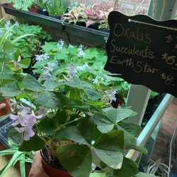 The Plant Mystic - Shamlock St.Patrick's day special