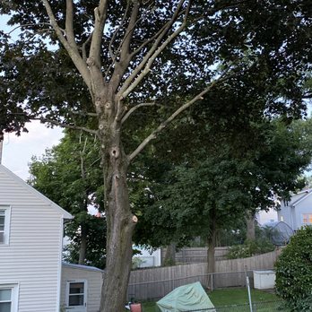 Northern Boston Tree Service - After pruning - Tree Services Near Me Northern Boston Tree Service - After pruning - Tree Services Near Me