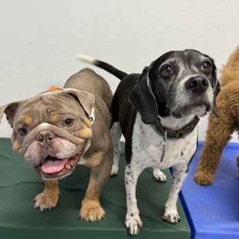 Don Doggos - Daycare - Pet Groomers Near Me - Long Beach, California