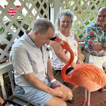 Flamingle - Botanical Gardens Near Me - Key West, Florida