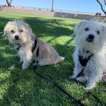The Doggy Llama - Daphne & Duke - Pet Training Near Me The Doggy Llama - Daphne & Duke - Pet Training Near Me