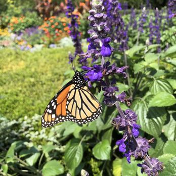 Chicago Botanic Garden - Monarch butterfly - Botanical Gardens Near Me - Glencoe, Illinois