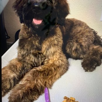 Ooh La La Pet Spa - Pet Groomers Near Me - McKinney, Texas