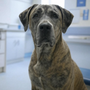 Photo of Pets 911