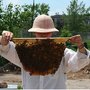 Chicago Honey Co-op