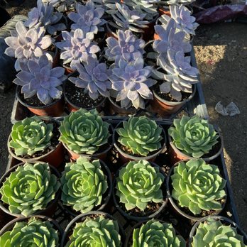 Monarcas Nursery - Beautiful succulents - Nurseries & Gardening Near Me - Los Angeles, California Monarcas Nursery - Beautiful succulents - Nurseries & Gardening Near Me - Los Angeles, California