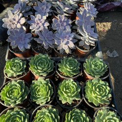 Monarcas Nursery - Beautiful succulents