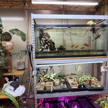 The Leaf Lounge - Plants for fish tanks (they educated me on how good fish used fish water is really good for most plants- hey... that's recycling too lol!) - Gardeners Near Me - Bakersfield, California