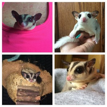 The Pet Glider - Pet Stores Near Me - Houston, Texas The Pet Glider - Pet Stores Near Me - Houston, Texas