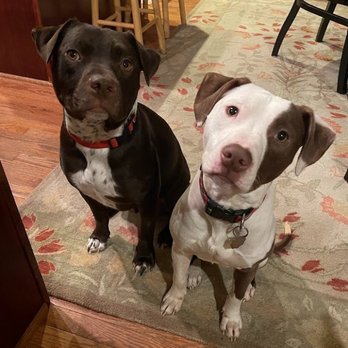 Controlled K9 - Our well-behaved, happy boys. - Pet Training Near Me