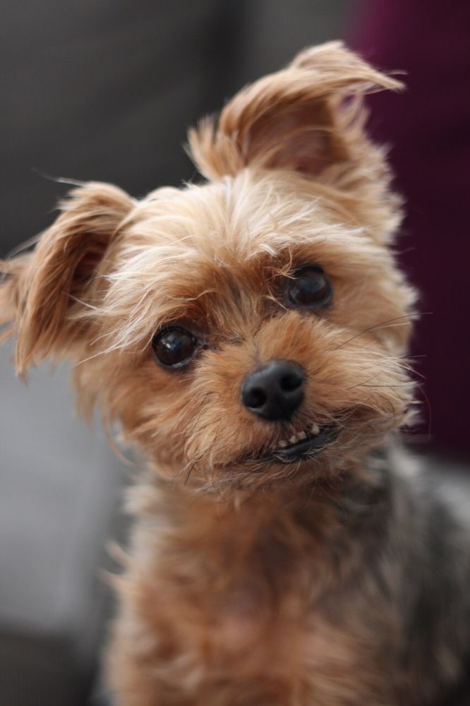 PET CREMATION BY WATER 75 Photos & 25 Reviews 11 W College Dr, Arlington Heights, Illinois