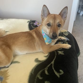The Dog Pawlor - My dog Youji after a full cleaning. - Pet Groomers Near Me - San Jose, California