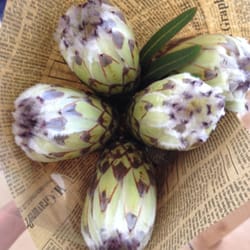 St Lucia House of Flowers - Beautiful Australian natives