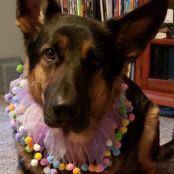You Lucky Dog - Luckier somewhere else. - Pet Sitting Near Me - Holden, Massachusetts You Lucky Dog - Luckier somewhere else. - Pet Sitting Near Me - Holden, Massachusetts