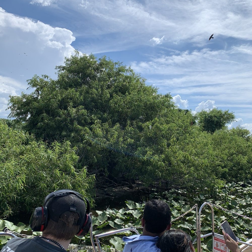 Wild Willy's Airboat Tours - Nesting birds - Boat Tours Near Me - Saint Cloud, Florida Wild Willy's Airboat Tours - Nesting birds - Boat Tours Near Me - Saint Cloud, Florida