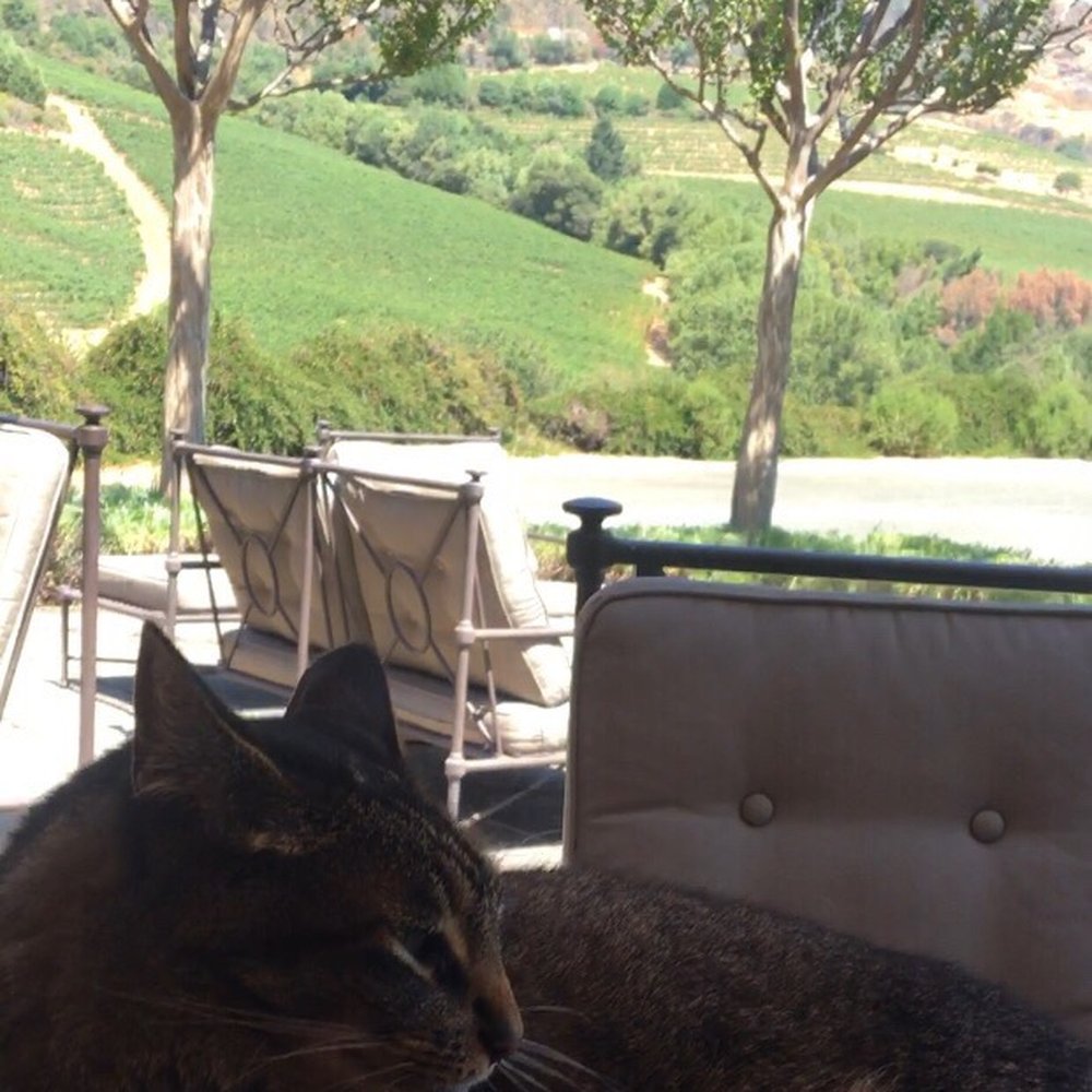 Repris Wines - Wineries Near Me - Sonoma, California Repris Wines - Wineries Near Me - Sonoma, California