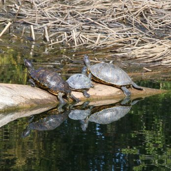 Atascadero Lake Park - Turtles - Parks Near Me - Atascadero, California