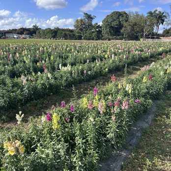 The Berry Farms - Farms Near Me - Miami, Florida The Berry Farms - Farms Near Me - Miami, Florida