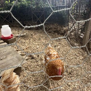 The Secret Garden - Chickens!! - Nurseries & Gardening Near Me - Elk Grove, California The Secret Garden - Chickens!! - Nurseries & Gardening Near Me - Elk Grove, California