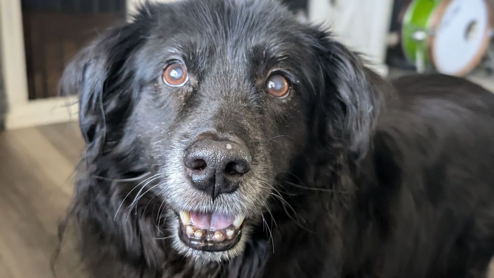 Rockin' Paws - pet boarding facility in Phoenix, AZ
