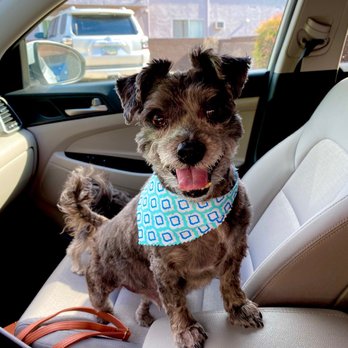 Genesis Dog Grooming - Pet Groomers Near Me - Los Angeles, California Genesis Dog Grooming - Pet Groomers Near Me - Los Angeles, California