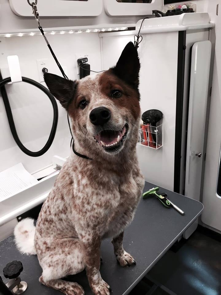 PET’S ENVY MOBILE PET SPA Updated October 2024 13 Photos & 13