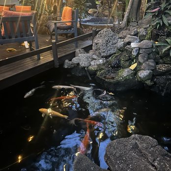 White Sands Hotel - koi - Hotels Near Me - Honolulu, Hawaii White Sands Hotel - koi - Hotels Near Me - Honolulu, Hawaii