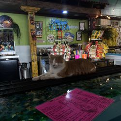 Lapalapa - This is joe the cat