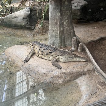 Brookfield Zoo Chicago - Zoos Near Me - Brookfield, Illinois Brookfield Zoo Chicago - Zoos Near Me - Brookfield, Illinois