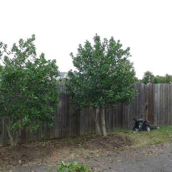 SVV Maintenance - AFTER PRUNING - Landscaping Near Me SVV Maintenance - AFTER PRUNING - Landscaping Near Me