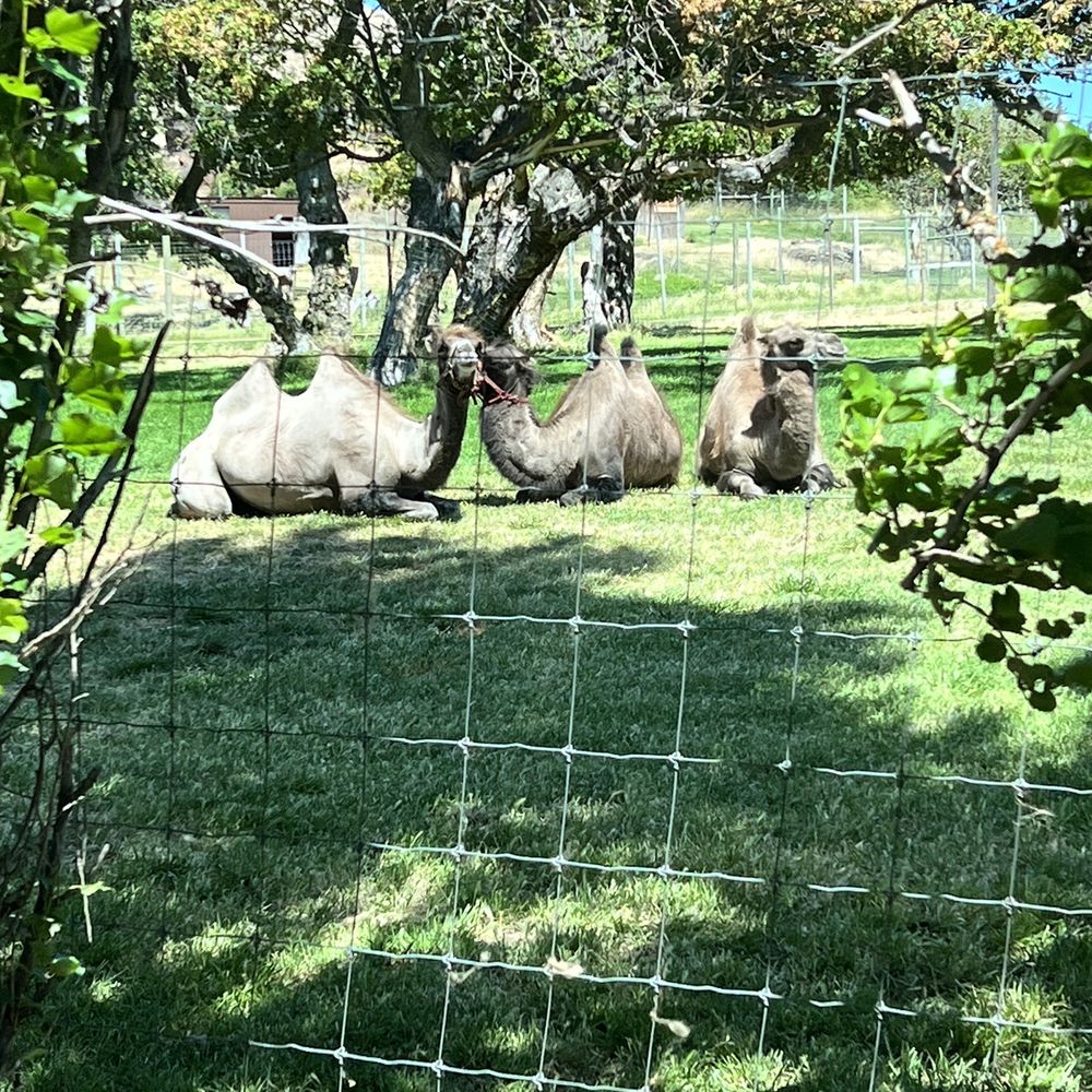 Schreiner Farms - Schreiner Farms - Zoos Near Me - Lyle, Washington Schreiner Farms - Schreiner Farms - Zoos Near Me - Lyle, Washington