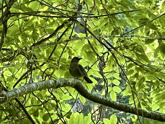 Norman Bird Sanctuary by null