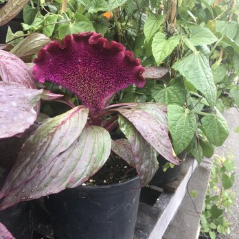 Jigg's Market - a purple flower in a black pot - Fruits & Veggies Near Me - Louisville, Kentucky Jigg's Market - a purple flower in a black pot - Fruits & Veggies Near Me - Louisville, Kentucky